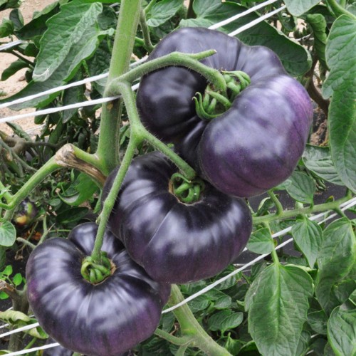 Solanum lycopersicum 'Azure Giant' - Harilik tomat 'Azure Giant'